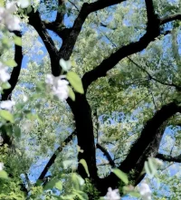 讓樹長成樹，讓花成為花.配圖