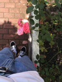 我是荒原上永不枯萎的玫瑰
在贫瘠的土地上把伤痕长成锋利的锋芒
让每根尖刺都闪耀着对抗宿命的微光.配图