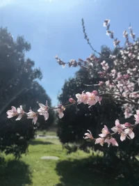 春天姗姗来迟，看似迟到的春光一直在为根系提供更深的滋养。如同走在成长路上的我们，隐秘的心灵成长一直在发生，即便延迟，花儿必定绽放。配图