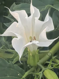 荣格认为，情绪是具有传染性的，回应恶意等于允许负能量侵入，不回应能阻断情绪污染，保护自身能量。