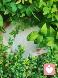 但愿日子清靜，抬頭遇見溫柔。配圖