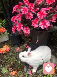 心理醫(yī)生關(guān)于創(chuàng)傷的一個比喻：「你的腳底踩了一顆釘子，一直在痛，現(xiàn)在有個人過來面對面和你說話，你是沒辦法聽清他在說什么的，因為你一直都在關(guān)注腳底的痛?！古鋱D