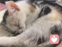 做了这么多心理咨询，我认识到一个可怕的真理。
真爱制造分离，虐待培养忠诚。