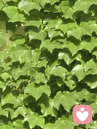 梦是通往潜意识的康庄大道。
在实践中一次次感受着梦的坦诚，不同于人内心被防御后的躲躲藏藏。配图