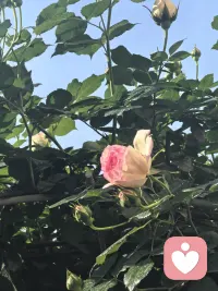 一个健康的孩子，会在妈妈的眼睛里看到健康的自己
一个不健康的妈妈
她可能看到的就是一个不健康的孩子
而这个不健康的孩子，又会在妈妈的眼睛里看到不健康的自己
他就会觉得自己是不健康的配图