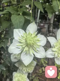 今天被她美到了。