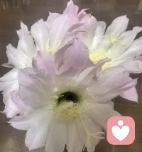 这两天的心灵滋养来自大自然。
一夜雨落，阳台上的仙人球悄悄开了四朵硕大美丽的花。
众生皆入仙人球，满身荆棘，却心藏繁花🌸🌸🌸