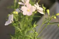由于羞恥感的影響，我們會否認痛苦或情感。因為害怕可能發生的尖銳批評和難以忍受的孤立，我們試圖通過改變自己來取得別人的需要和歡迎。羞恥感會帶來一個渴望被人接受和愛的虛假自我。我們設計制造一個更聰明、更有趣、更美麗、更富裕的自我，以贏得別人的尊敬或喜愛。

可悲的是，在這個打造和展示虛假自我的過程中，我們離真實的自我越來越遠。因為聽從羞恥感的召喚，我們失去了自己內心深處真正想要的東西。

親密的愛情關系只能在真實的環境里生長開花。在親密關系里，兩個勇敢的人向對方表達真實的感受和渴望，和對方融合在一起，分享每時每刻經歷著的細微的真實性。兩個人打開心扉，讓對方看到真實的自己，包括我們的長處和局限，愛情才會成長。配圖
