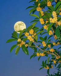 “追逐夢想就是追逐自己的厄運，
在滿地都是六便士的街上，
他抬起頭看到了月光”配圖