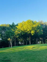 研究发现：  
抚摸树叶能降低皮质醇23%  
看云朵流动可提升专注力  
光脚踩草地能平衡神经系统  
这个周末～
你准备接受大自然的哪种疗愈礼物？配图