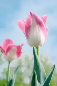 把你的心想象成一座花园  
消极情绪是必要的杂草  
积极情绪是盛开的花朵  
而你的注意力就是园丁——  
今天要浇灌哪株植物？  
记住：哪里投注目光，哪里就会生长配图