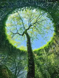 植物都知道要朝著光源生長
我們卻常常困在陰影里
最簡單的成長智慧～
把注意力放在讓你茁壯的事物上！配圖