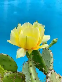養(yǎng)綠植的人更不容易抑郁？ ??  
環(huán)境心理學(xué)證實(shí)：
照料生命的過(guò)程能激活「養(yǎng)育本能」
降低壓力激素水平
哪怕只是桌面盆栽
也有微型療愈效果
?? 冷知識(shí)：
仙人掌的棱角線條反而會(huì)讓人更專(zhuān)注哦配圖