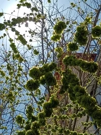 大樹，能為你遮風擋雨，同樣也可以讓你不見天日。所以做人獨立、覺悟、閃亮很重要！配圖