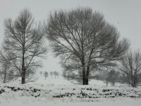 雪覆大地，光禿的樹木靜立其間，石墻也被白雪覆蓋。灰白的世界里，透著一種靜謐而清冷的美 。配圖