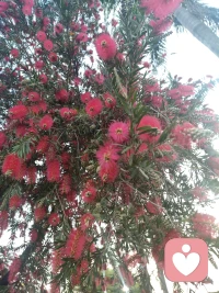 春天开花，万物复苏，希望你每天睡醒都是春天