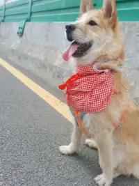 如果不开心，可以看看身边美好的事物
比如养一只可爱的狗狗
何不是一种快乐配图