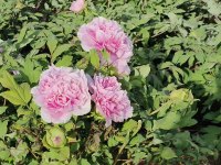 请大家欣赏漂亮花花配图