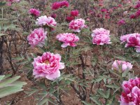 请大家欣赏漂亮花花配图