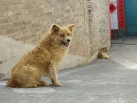 一只很可爱的小狗配图