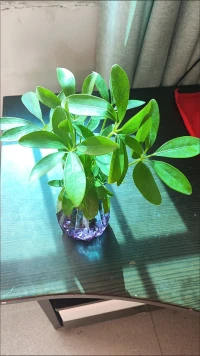 向阳而生随风而长。
