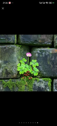 花開一季，人活一世，佛言：放下執念，如花落般自然，方得自在心間。世間紛擾，不過是一場夢回，佛于菩提樹下悟：夢醒時分，心有明月，自照歸途。 ???配圖
