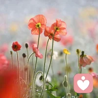 时光无声，季节换季。早安