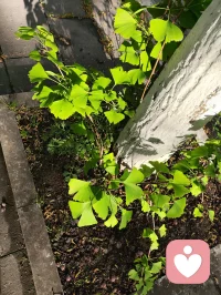 清晨的一缕阳光