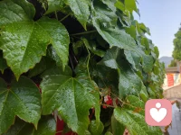 谷雨，夏天悄然而至