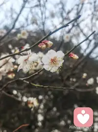 赏梅配图