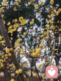 赏梅配图