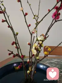 赏梅配图