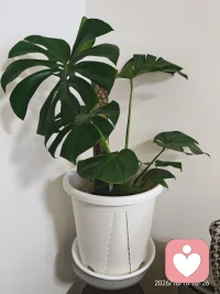 今天种了一颗龟背竹
