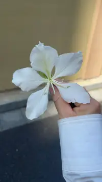 无论你是怎么样的，都是值得被爱的！就像阳光无私温暖大地，花开花落平等对待！配图