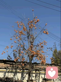 想在山中有畝田，種～春風三里。
朝迎白露醒，暮送流霞歸。
醉臥春風懷里，聽雨說舊事。
夢里花開花落，都是天地的贈禮。