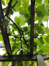 允許傷痛存在，它便失去掌控，與痛苦和解是治愈的開(kāi)始，你接納什么? ，什么便消失，你對(duì)抗什么什么便重復(fù)。配圖