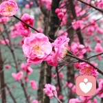 。的头像
