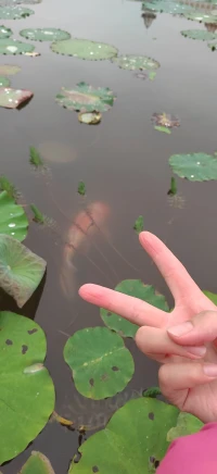 哈哈??我看他們都是小孩扮演的大人配圖