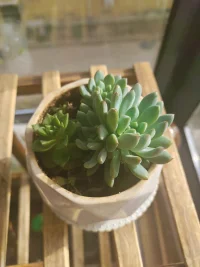 好的关系，不是相互捆绑，而是像两棵并肩生长的树，各自扎根，又共享一片天空。配图