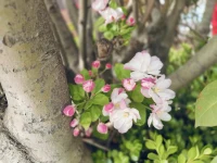 春有約，花不誤！配圖