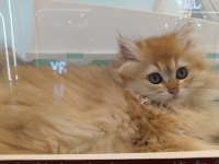 可可爱爱的猫咪宝宝♥万物皆有灵，它应该没有烦恼*^_^*配图