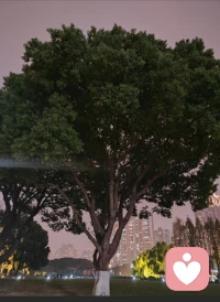 愿我們都能成為自己的參天大樹，牢牢的扎根在內心最向往的地方配圖