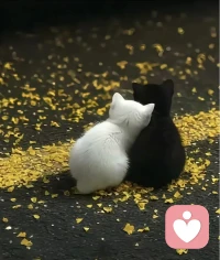 如果一個女人愛上你，在占有你的靈魂之前，她是不會滿足的配圖