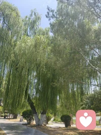 世人以心肯处为乐，却被乐心引向苦处

以拂意处为苦，却被苦心引向乐处配图