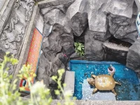 好久没看这只乌龟了配图
