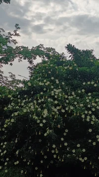 還是這樹，時(shí)間一到必然開花
人也一樣，時(shí)間一到必然醒配圖