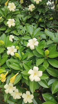 還是這樹，時(shí)間一到必然開花
人也一樣，時(shí)間一到必然醒配圖