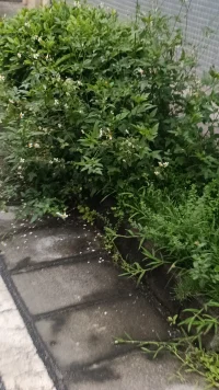 以為是霧蒙蒙的天[恐懼]
?以為是逆行的路[裂開]
?以為是牛馬的一天[驚恐]
?你錯了[咒罵]
要下班了，?放假啦，要過節了
是自由的味道啊配圖