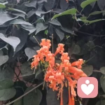 王秀秀的头像