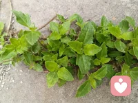 馨馨和悦悦，如影相随配图